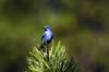 Mountain Bluebird (Sialia currucoides)