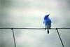 Mountain Bluebird (Sialia currucoides)