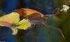 wood frog (Rana sylvatica)