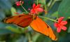Orange Julia Butterfly (Dryas julia) 01063