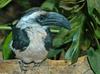 Von der Decken's Hornbill (Tockus deckeni)