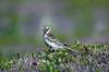 Lapland Longspur (Calcarius lapponicus)