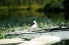 Snow Bunting (Plectrophenax nivalis)