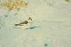 Snow Bunting (Plectrophenax nivalis)