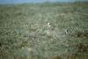 Snow Bunting (Plectrophenax nivalis)