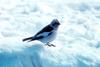 Snow Bunting (Plectrophenax nivalis)