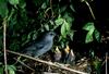 Gray Catbird (Dumetella carolinensis)