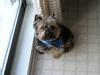 my dog