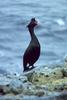 Red-faced Cormorant (Phalacrocorax urile)