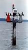 Cormorant group (Phalacrocorax sp.)