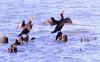 Cormorant pair (Phalacrocorax sp.)
