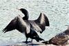 Double-crested Cormorant (Phalacrocorax auritus)