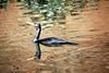 Double-crested Cormorant (Phalacrocorax auritus)