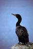 Double-crested Cormorant (Phalacrocorax auritus)