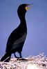 Double-crested Cormorant (Phalacrocorax auritus)