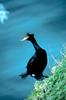 Red-faced Cormorant (Phalacrocorax urile)