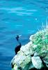 Red-faced Cormorant (Phalacrocorax urile)