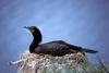 Double-crested Cormorant on nest (Phalacrocorax auritus)