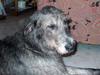 big dog