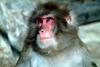 일본원숭이 日本???子 Macaca fuscata (Japanese Macaque)