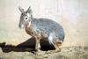 마라 Dolichotis patagonum (Patagonian Mara)