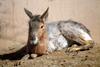 마라 Dolichotis patagonum (Patagonian Mara)