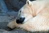 북극곰 Ursus maritimus (Polar Bear napping)