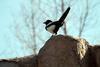 까치 Pica pica (Black-billed Magpie)