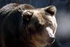 유럽불곰 Ursus arctos (European Brown Bear)