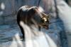 유럽불곰 Ursus arctos (European Brown Bear)