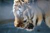 시베리아호랑이 Panthera tigris altaica (Siberian Tiger)
