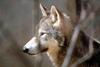 팀버늑대(북미동부회색늑대) Canis lupus lycaon (Timber Wolf)