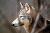 Timber Wolf (Canis lupus lycaon)