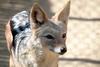 검은등재칼 Canis mesomelas (Black-backed Jackal)