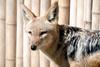 검은등재칼 Canis mesomelas (Black-backed Jackal)