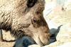 단봉낙타 Camelus dromedarius (Dromedary Camel)