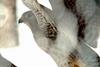 황조롱이 Falco tinnunculus (Common Kestrel)