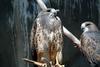 황무지말똥가리 Buteo swainsoni (Swainson's Hawk)