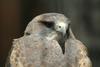 황무지말똥가리 Buteo swainsoni (Swainson's Hawk)