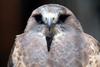 Swainson's Hawk (Buteo swainsoni)