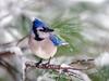 [Daily Photo CD03] Blue Jay