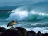 [Daily Photo CD03] Brown Pelican, Galapagos