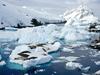 [Daily Photo CD03] Crab-Eater Seal Group, Peterman Island, Antarctic Peninsula