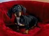 [Daily Photo CD03] Dachshund Puppy