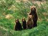 [Daily Photo CD03] Brown Bear Cub Scouts