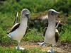 [Daily Photo CD03] Dancing Blue-Footed Booby pair