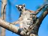 [Daily Photo CD03] Ring-tailed Lemur with baby