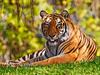 [Daily Photo CD03] Tiger Tongue