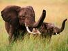 [Daily Photo CD03] Africn Elephant, Trunks Up