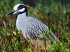 [Daily Photo CD03] Yellow-Crowned Night Heron, Florida